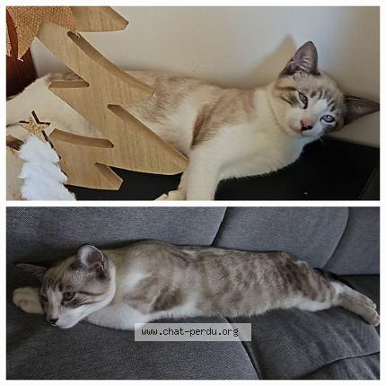 Photo 1/1 Michi Chat lost in Saint barthelemy