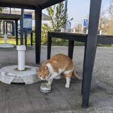 Picture of cat found at L Oceane