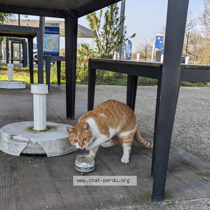 Photo 1/1 Found cat Found in L oceane