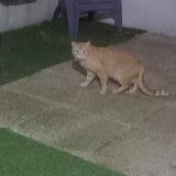 Picture of cat found at Marcoussis