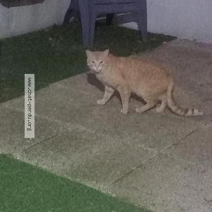 Photo 1/1 Found cat Found in Marcoussis