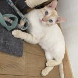 Picture of cat lost at Saint Avit