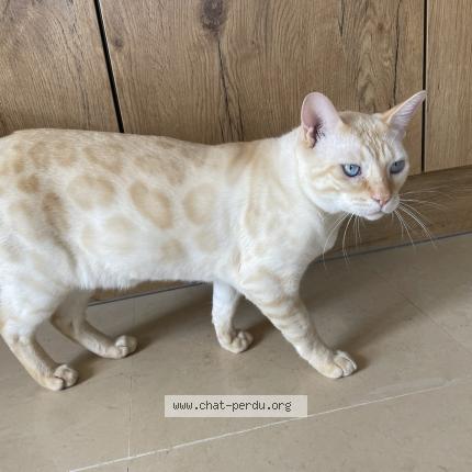 Photo 1/2 Taïju Chat lost in Saint avit