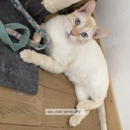 Photo 2/2 Taïju Chat lost in Saint avit