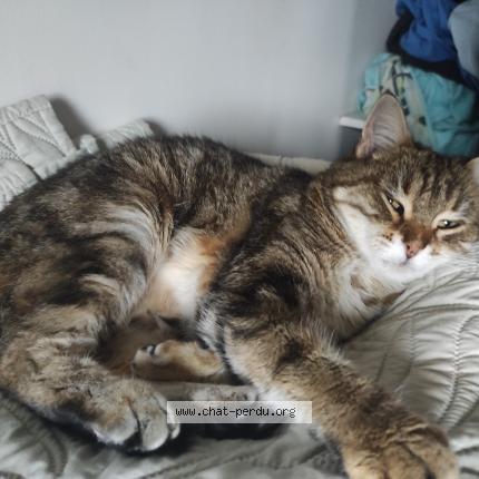 Photo 1/1 Clochette Chat lost in Vouneuil sous biard