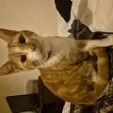 Picture of cat found at Sion