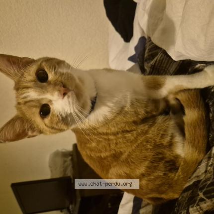 Photo 1/1 Found cat Found in Sion