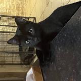 Picture of cat lost at Andilly