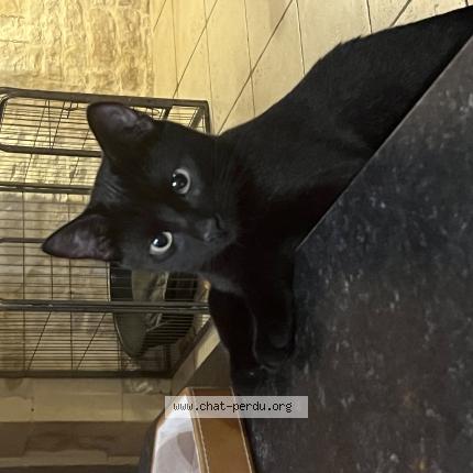 Photo 1/1 Ozzy Chat lost in Andilly