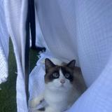 Picture of cat lost at Saint Barthelemy