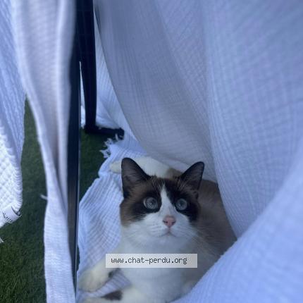 Photo 1/2 Cat reunited Lost in Saint barthelemy