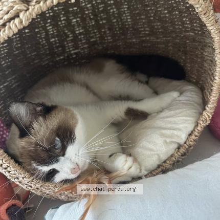 Photo 2/2 Cat reunited Lost in Saint barthelemy