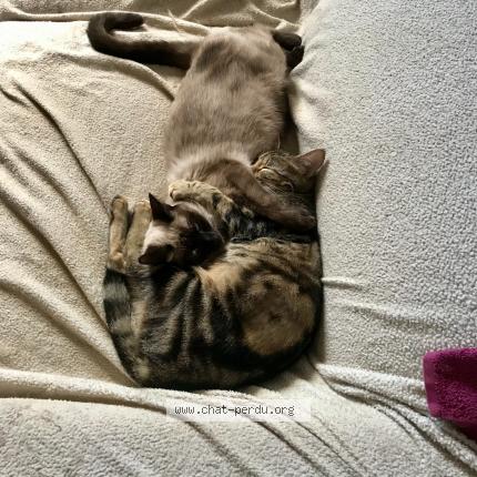 Photo 1/1 Lilou Chat lost in Champagne au mont d or