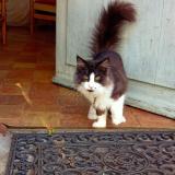 Picture of cat lost at Saint Sulpice De Grimbouville