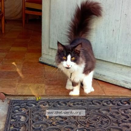 Photo 1/1 Addams Chat lost in Saint sulpice de grimbouville