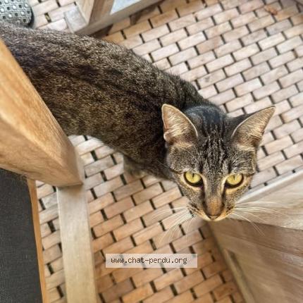 Photo 1/1 Paulette Chat lost in Saint barthelemy