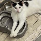 Picture of cat lost at Saint Barthelemy