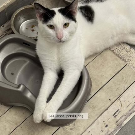 Photo 1/1 Caviar Chat lost in Saint barthelemy