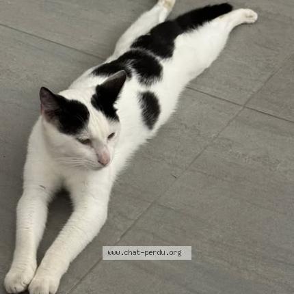 Photo 2/3 Caviar Chat lost in Saint barthelemy