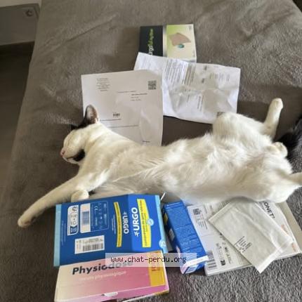 Photo 3/3 Caviar Chat lost in Saint barthelemy