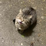 Picture of cat found at Cuverville