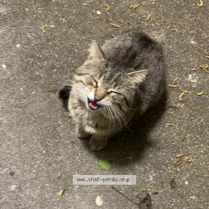 Photo 1/1 Found cat Found in Cuverville