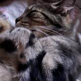 Picture of cat lost at Boran Sur Oise