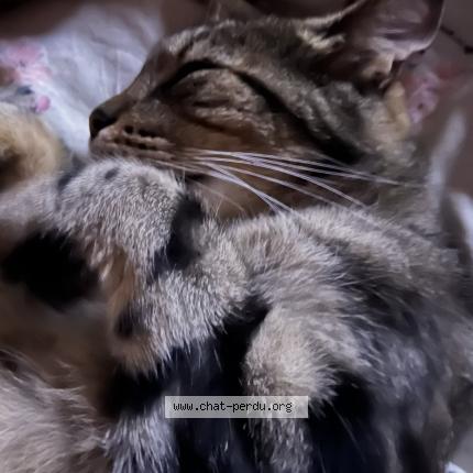 Photo 1/1 Nao Chat lost in Boran sur oise