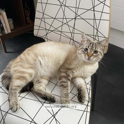 Photo 1/1 Nala Chat lost in Saint brieuc