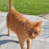 Picture of cat found at Guerville