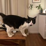 Picture of cat found at Annecy