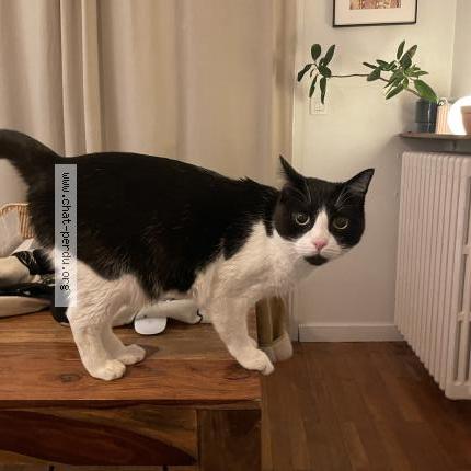 Photo 1/1 Found cat Found in Annecy