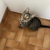 Picture of cat lost at Sannois