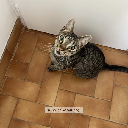 Photo 1/1 Phinneas Chat lost in Sannois