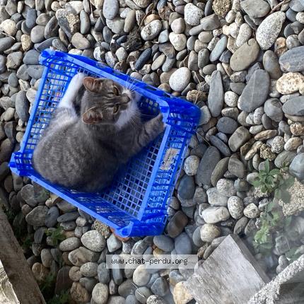 Photo 1/1 Uma Chat lost in Puybegon