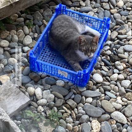 Photo 1/1 Uma Chat lost in Puybegon