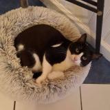 Picture of cat lost at Saint Barthelemy