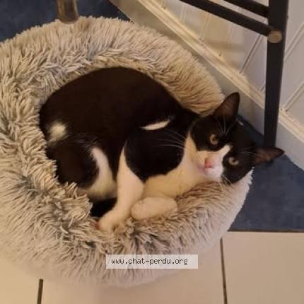 Photo 1/1 Baba Cool Chat lost in Saint barthelemy