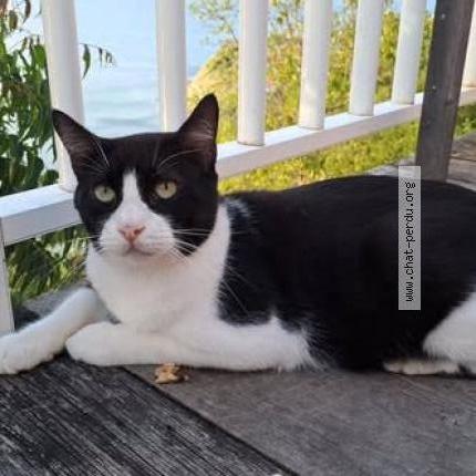 Photo 2/2 Baba Cool Chat lost in Saint barthelemy