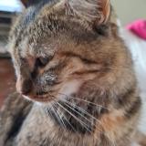 Picture of cat lost at Saint Barthelemy