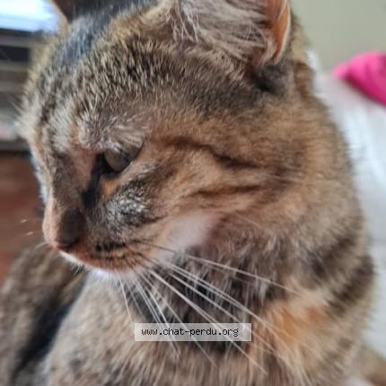 Photo 1/1 Lolita Chat lost in Saint barthelemy