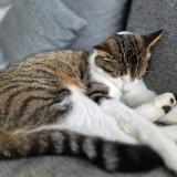 Picture of cat lost at Rhode Saint Genese