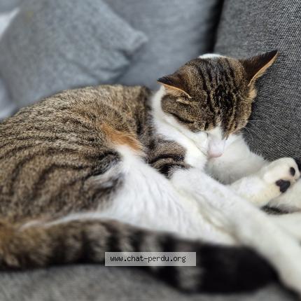 Photo 1/1 Zeus Chat lost in Rhode saint genese