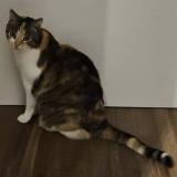 Picture of cat lost at Esch Sur Alzette