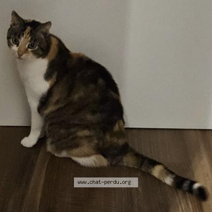 Photo 1/2 Fidji Chat lost in Esch sur alzette