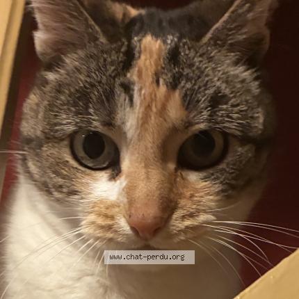 Photo 2/2 Fidji Chat lost in Esch sur alzette