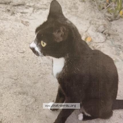 Photo 1/2 Found cat Found in Saint barthelemy