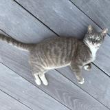 Picture of cat found at Saint Barthelemy