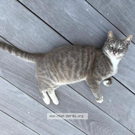 Photo 1/2 Found cat Found in Saint barthelemy