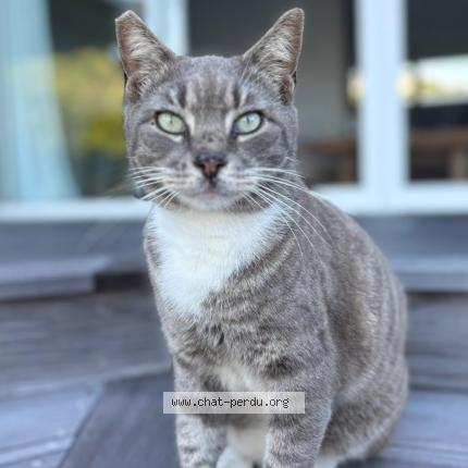 Photo 2/2 Found cat Found in Saint barthelemy